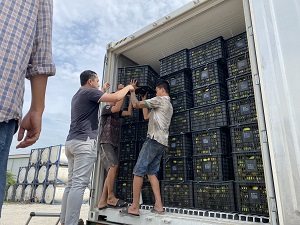 Singapore Fruit Inspection Surveyor| Goodada